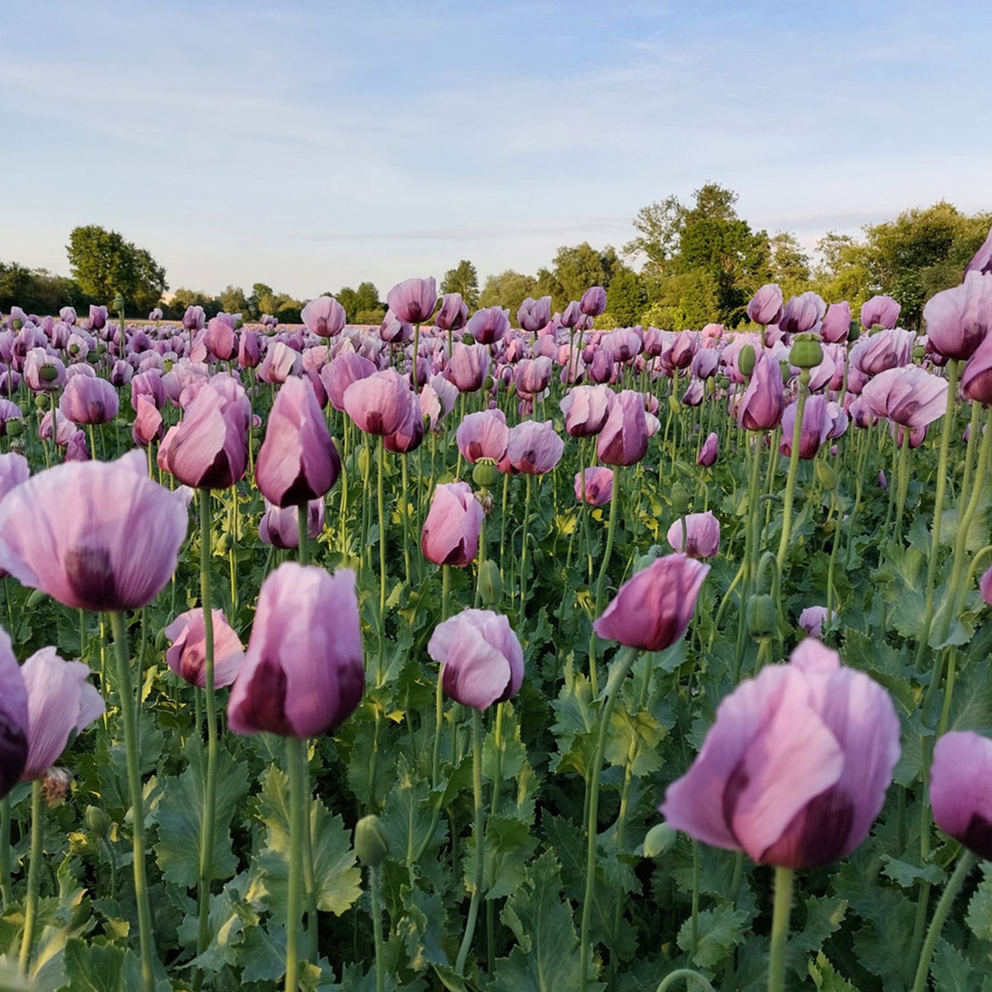 Bio-Mohnöl – Der Gaumenschmeichler